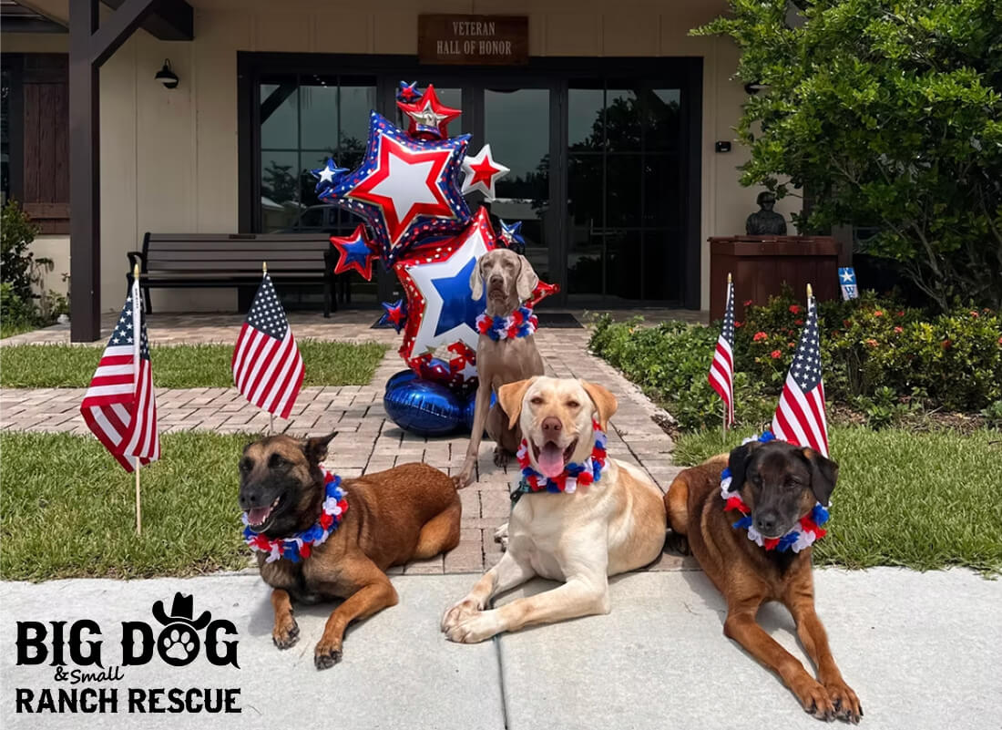 Big Dog and Small Ranch Rescue