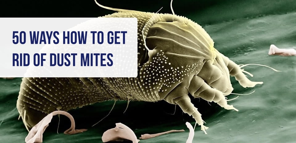 Get rid of dust mites