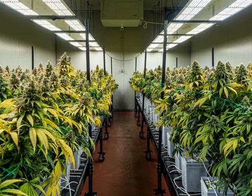 Cannabis cultivation