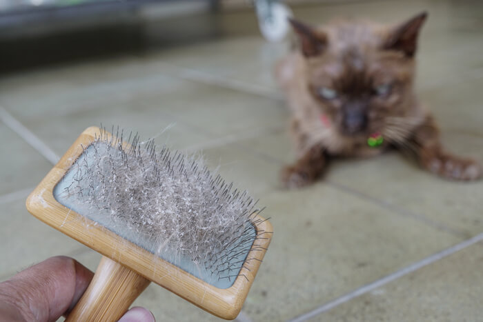 How To Get Rid Of Pet Dander in Your Home
