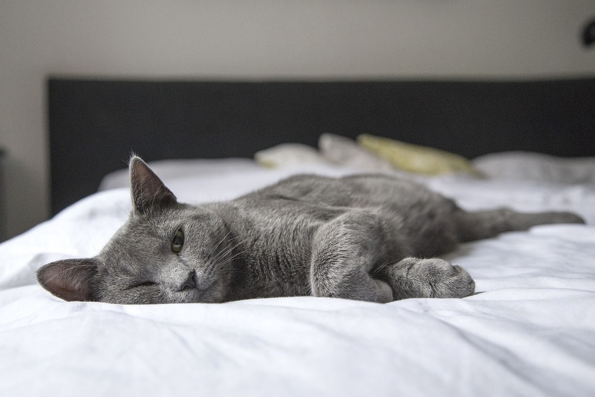 5 Surprising Ways Your Pet Affects Indoor Air Quality