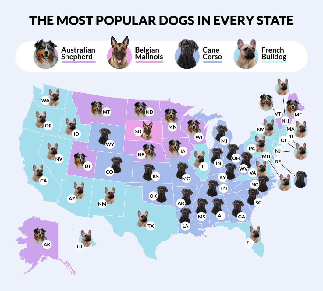 The Most Popular Cats & Dogs in America Filter King