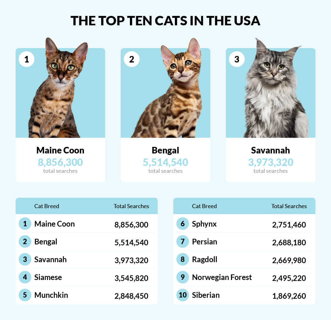 World's most popular cat breeds